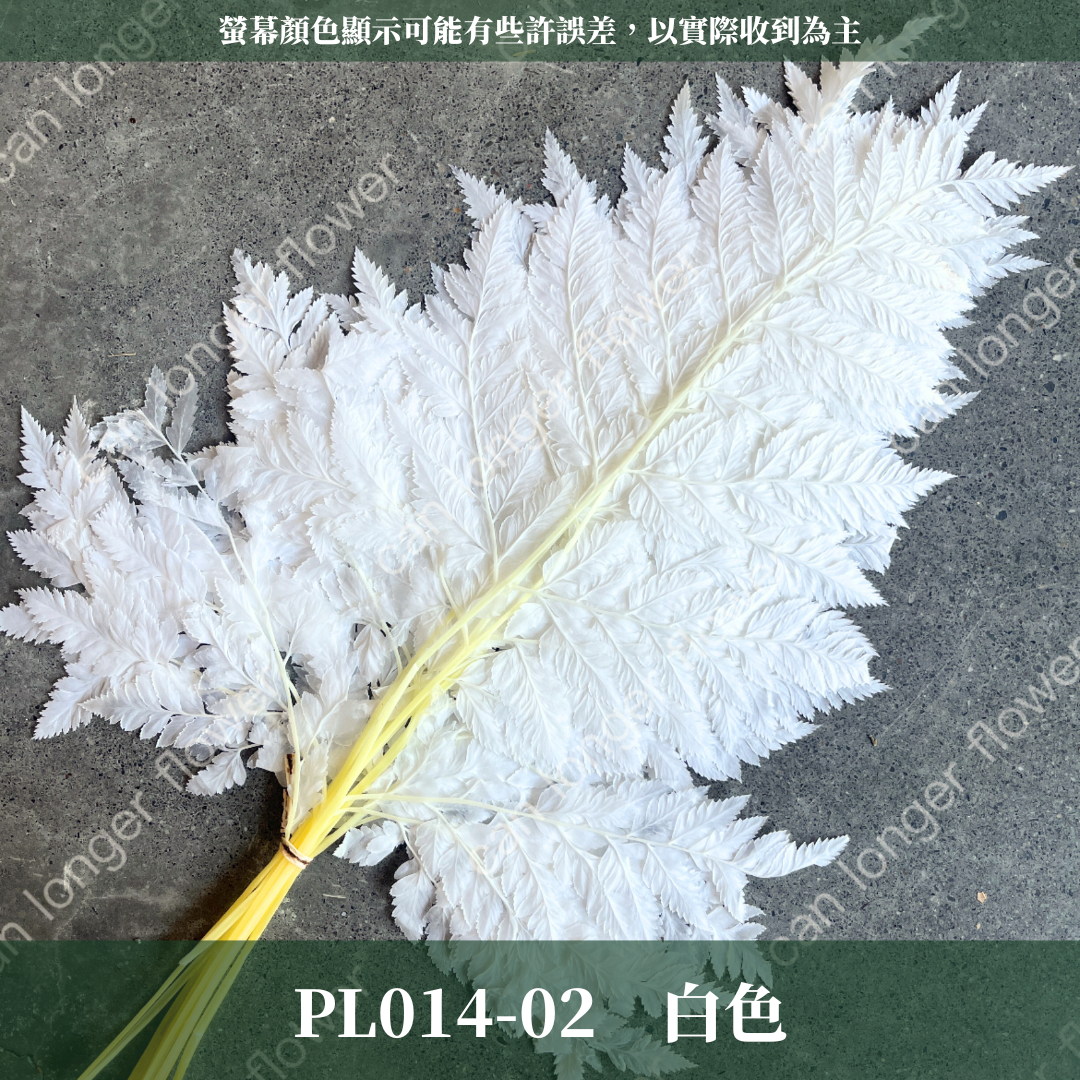 PL014 高山羊齒 經濟包 1片 姬蕨葉 碗蕨