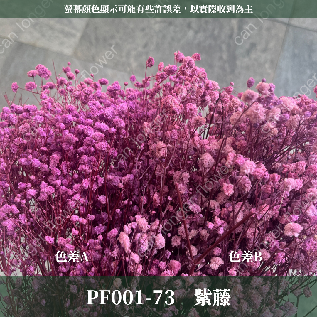 pf001 滿天星 台灣現貨