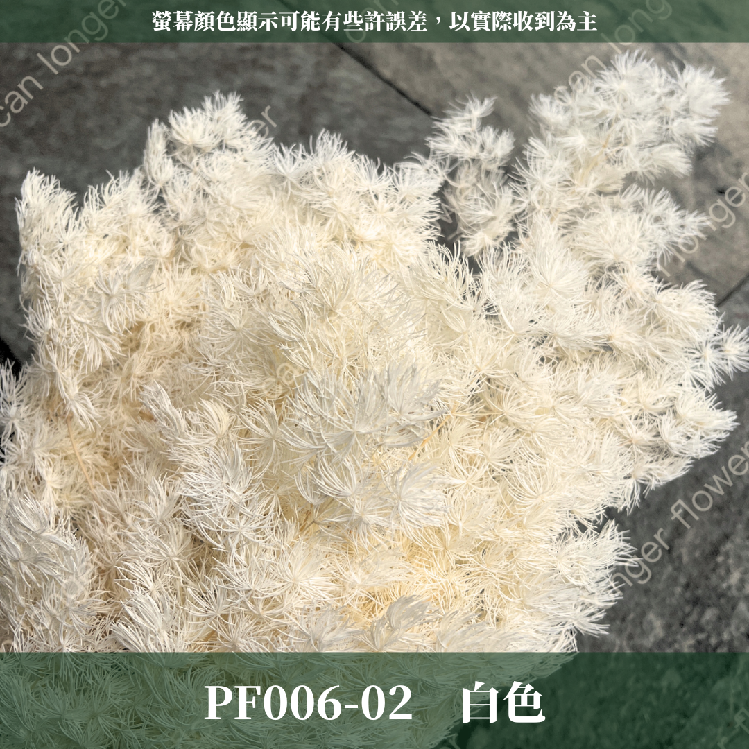 PF006 蓬萊松 台灣現貨