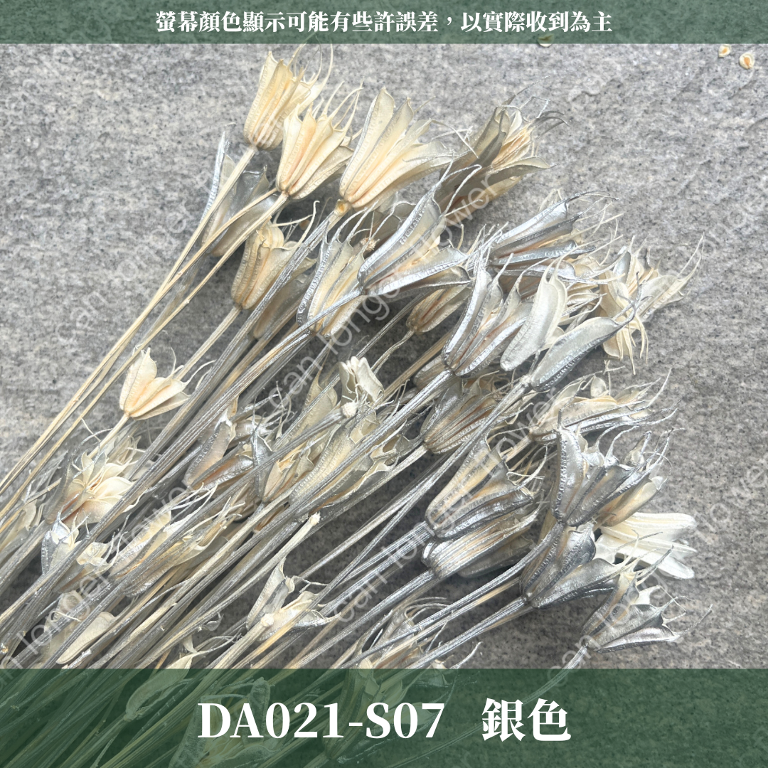 DA021 木百合 原裝 台灣現貨