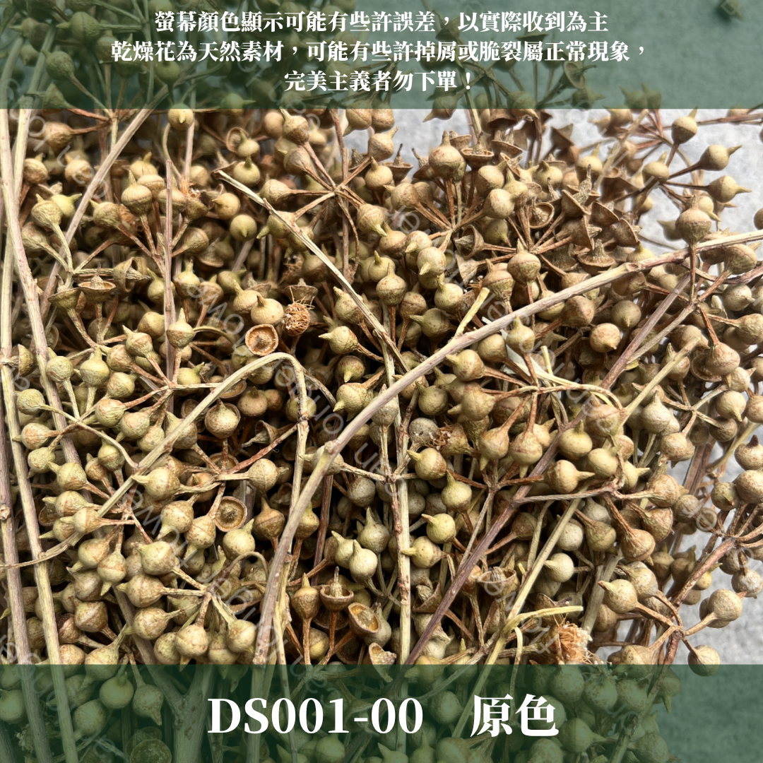 PS001 DS001 小米果 小米尤加利 約150克/包 尤加利果 桉樹果 台灣現貨