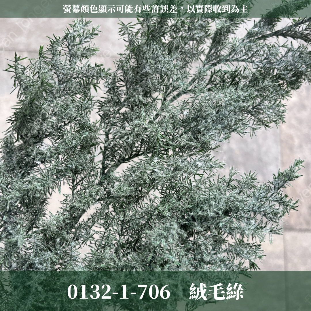 01321 雪松  日本大地農園 永生雪松 ヒムロスギ 日本雪松