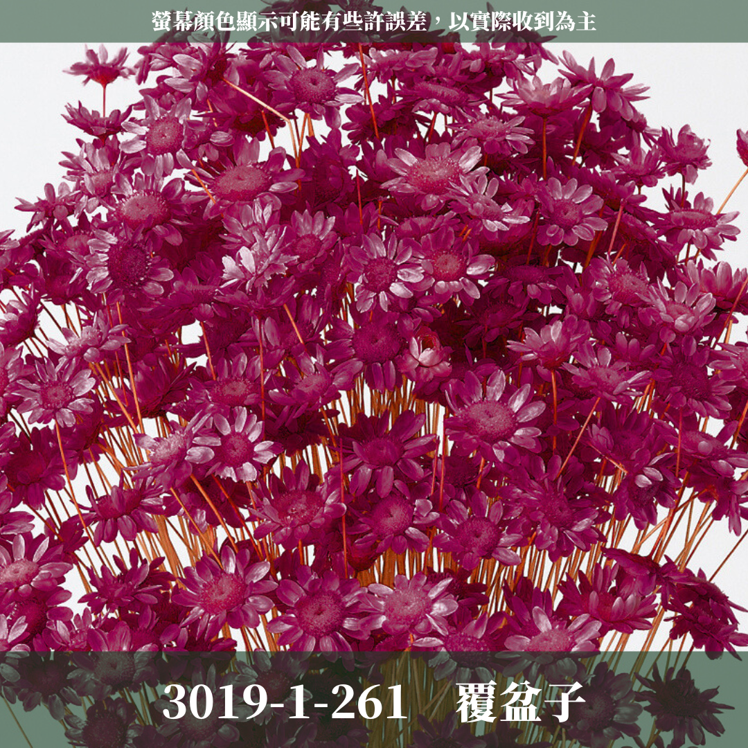 30191 日本小星花 原裝18克 スターフラワー・ブロッサム 日本大地農園 日本進口