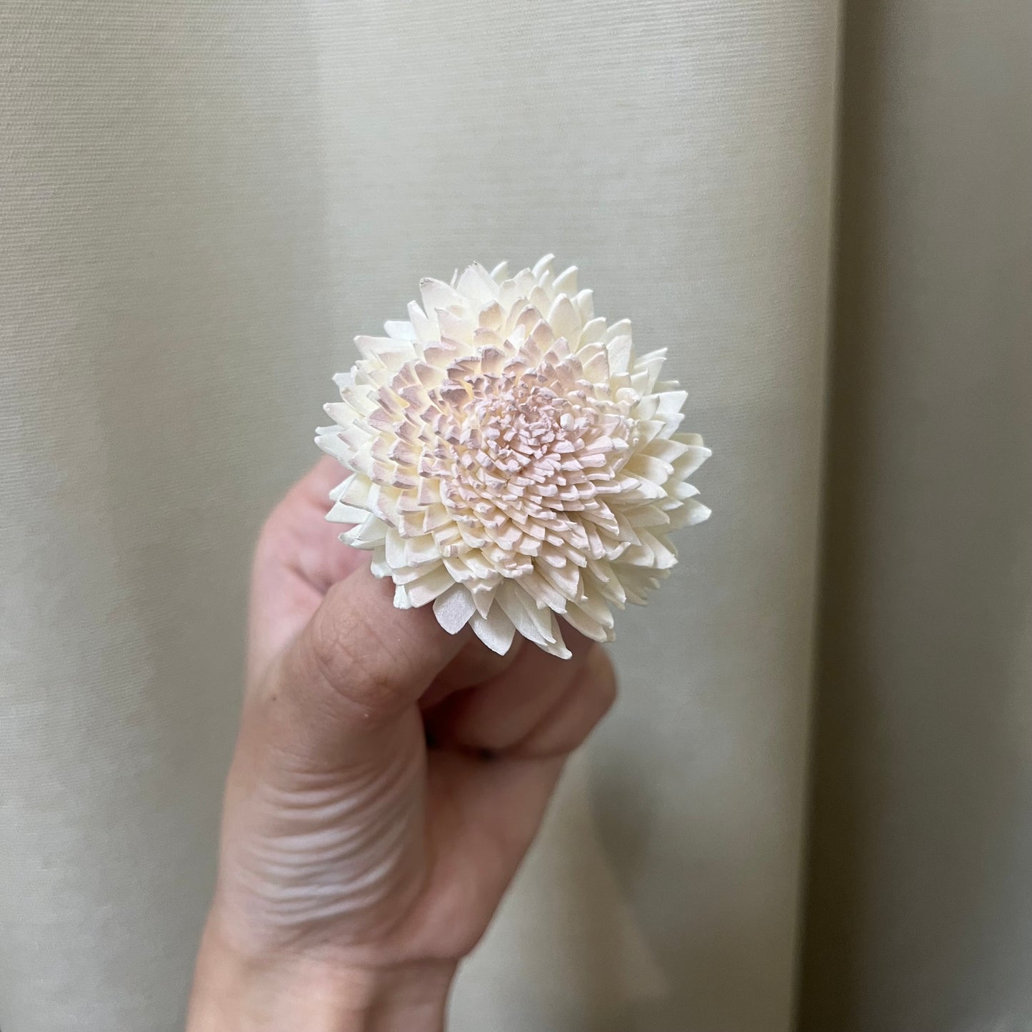 ✿ 台灣現貨 ✿ S-F 索拉花 4CM 通草花 擴香花 國王菊 菊花