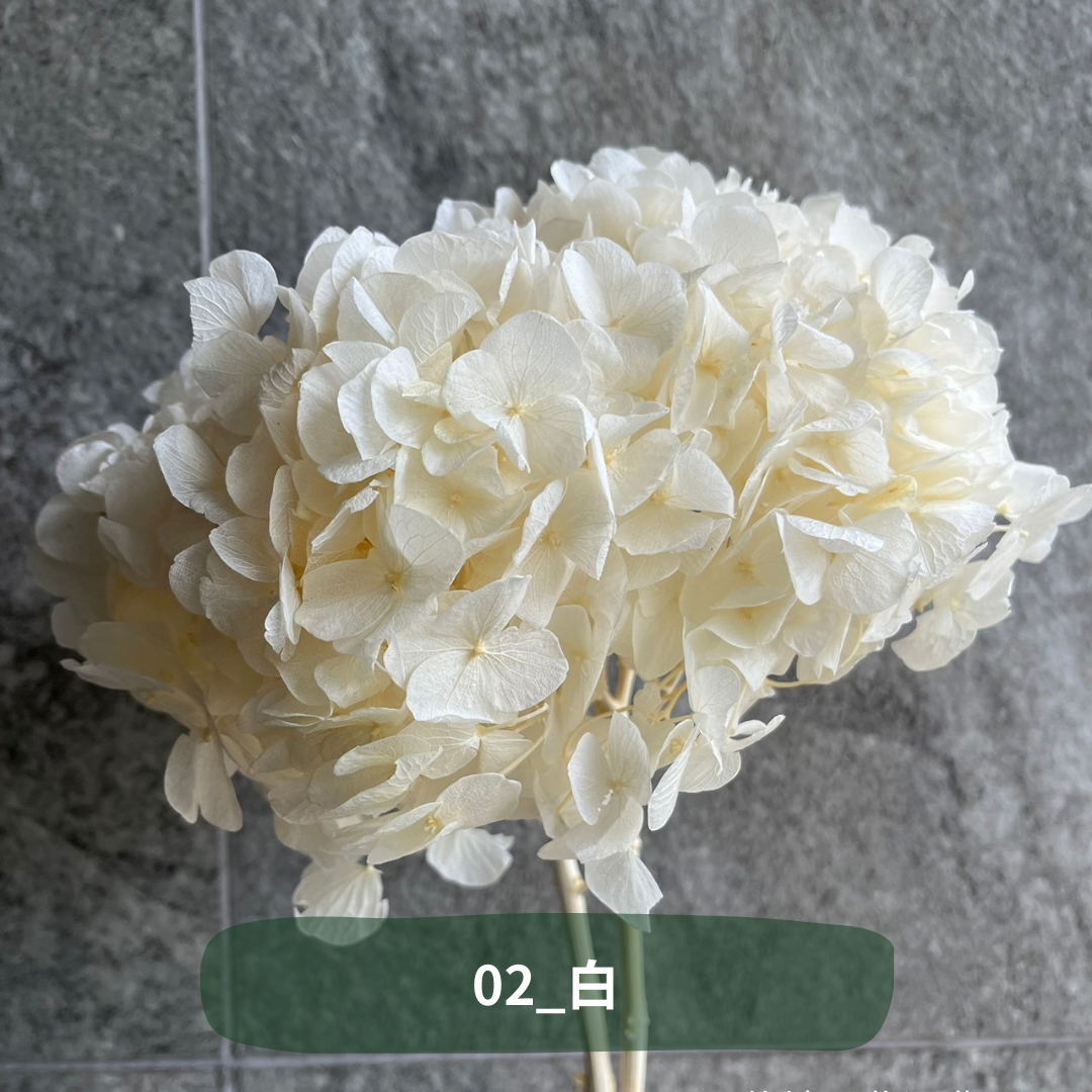✿ 台灣現貨 ✿  PF005B大葉繡球