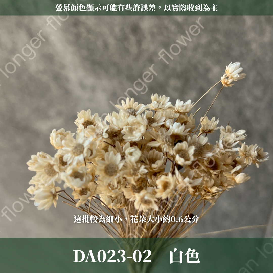 DA023 原裝乾燥小星花 巴西小星花 小雛菊 繁星花