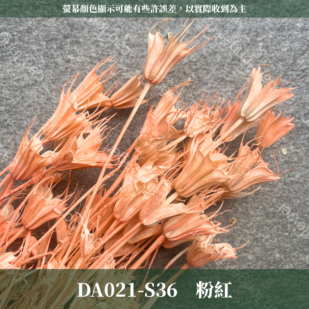 DA021 木百合 原裝 台灣現貨