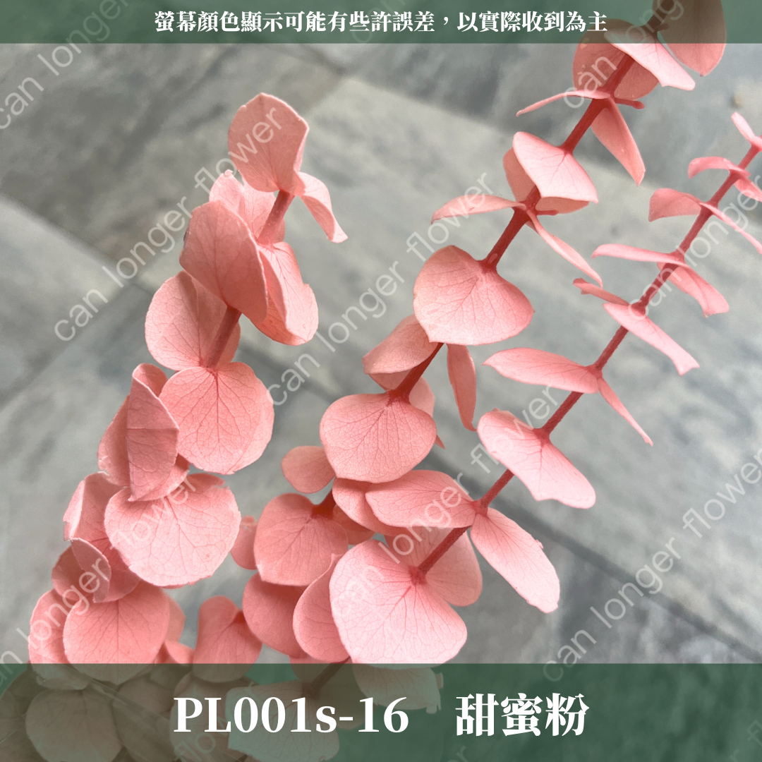 PL001s DL001s 寶貝尤加利小包裝 圓葉尤加利 台灣現貨 3支 約20克
