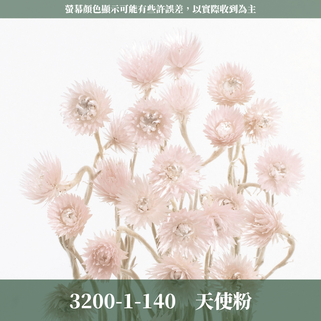 3200-1 日本迷你旱雪蓮 ミニシルバーデージー 日本大地農園 25g 原裝 日本進口