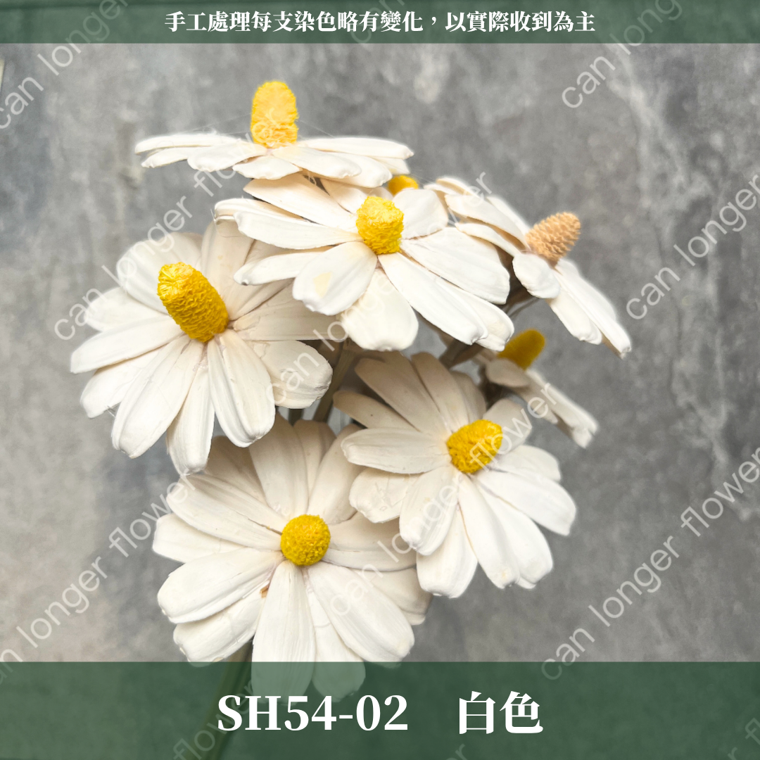 ✿ 台灣現貨 ✿ SH54 小雛菊 原裝 十支裝