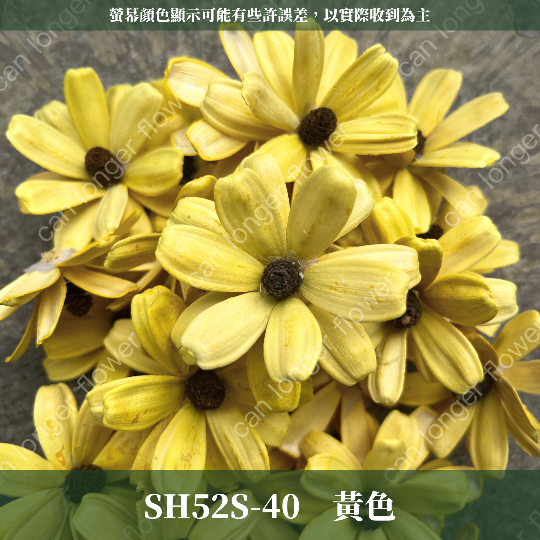SH52S 瓜子花花頭 單朵 台灣現貨