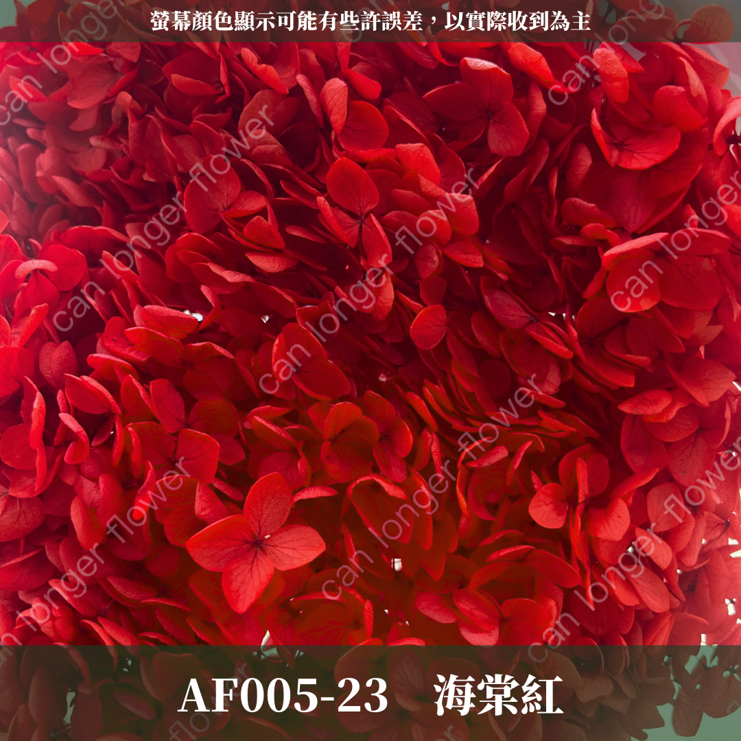 PF005 安娜繡球 單支 繡球花 台灣現貨 繡球 紫陽花