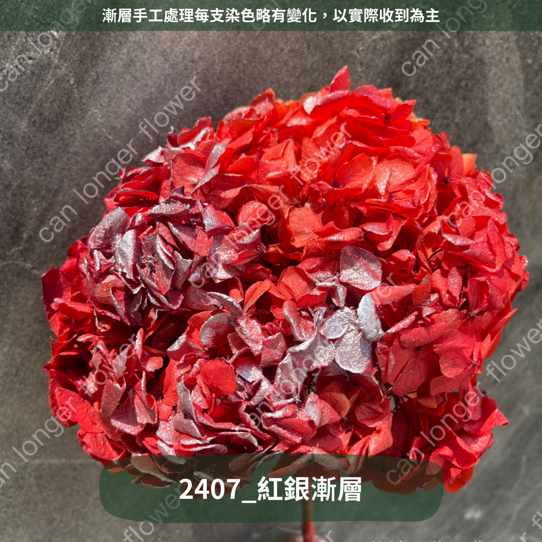 ✿ 台灣現貨 ✿  PF005B大葉繡球