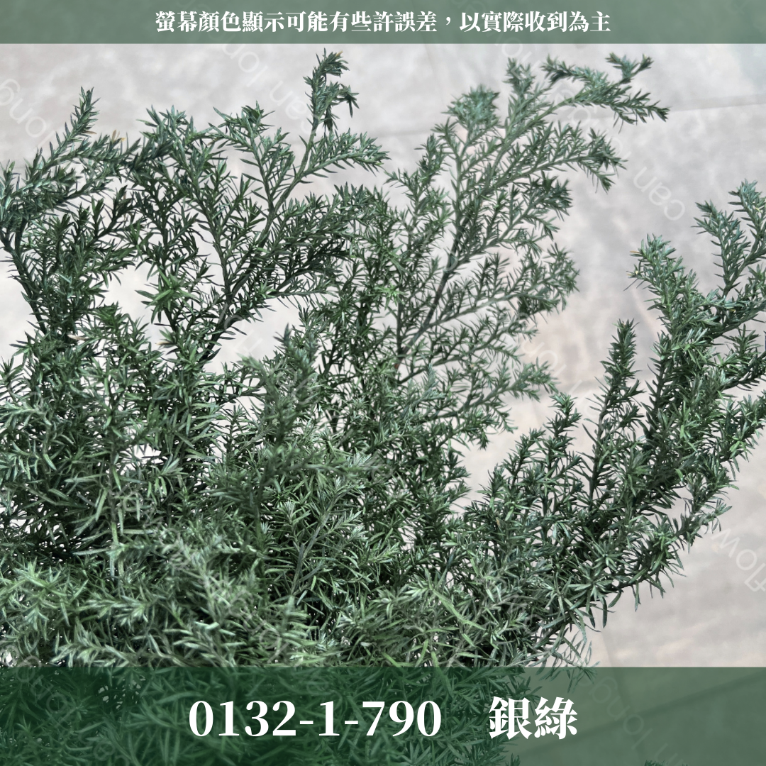 01321 雪松  日本大地農園 永生雪松 ヒムロスギ 日本雪松