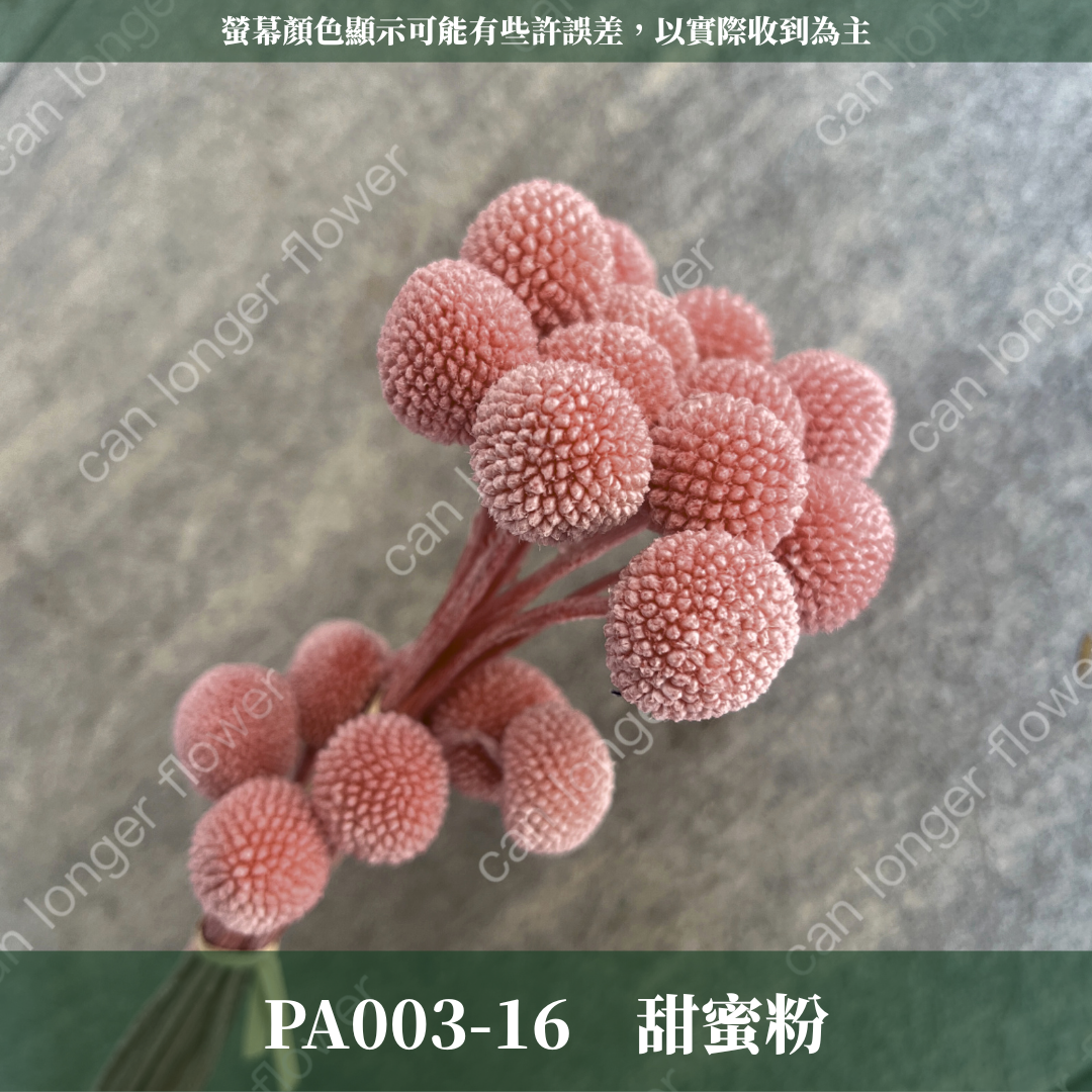 PA003 金杖球 台灣現貨
