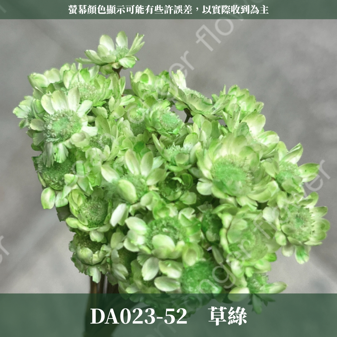 DA023 原裝乾燥小星花 巴西小星花 小雛菊 繁星花