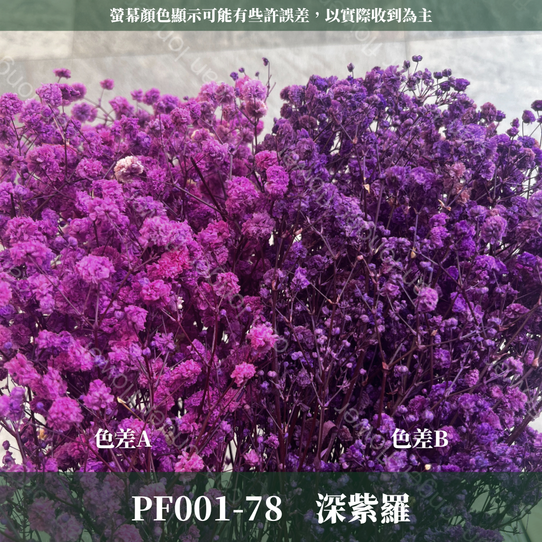 pf001 滿天星 台灣現貨