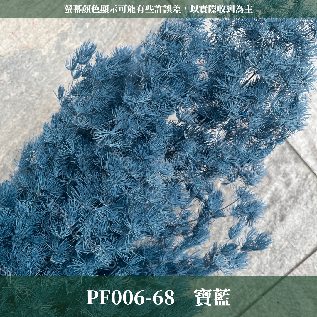 PF006 蓬萊松 台灣現貨