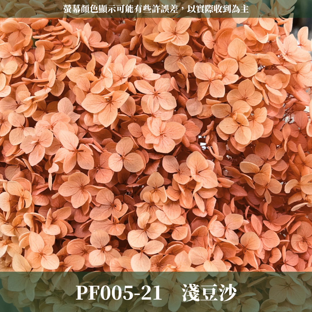 PF005 安娜繡球 單支 繡球花 台灣現貨 繡球 紫陽花