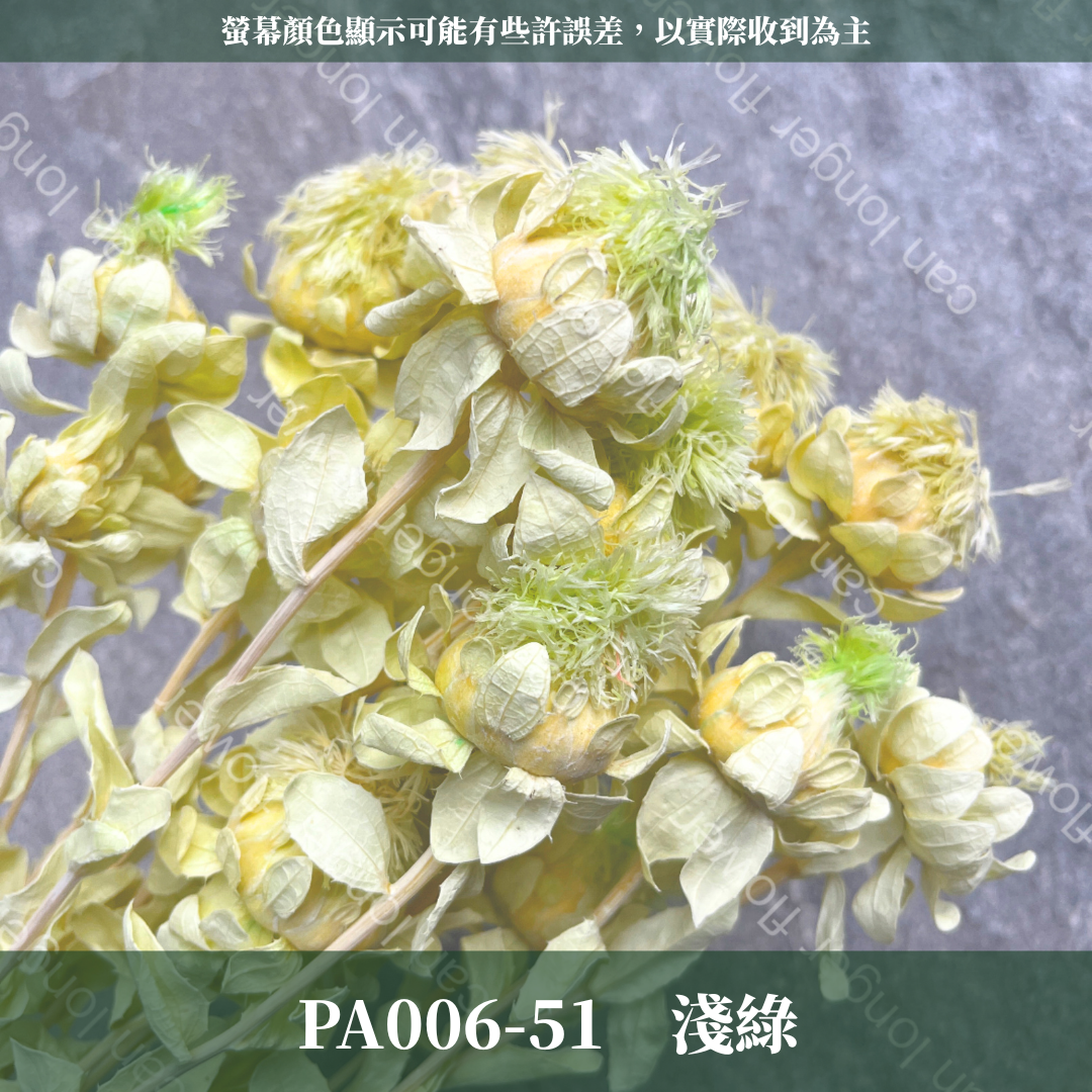 PA006 橙菠蘿 約15頭 台灣現貨