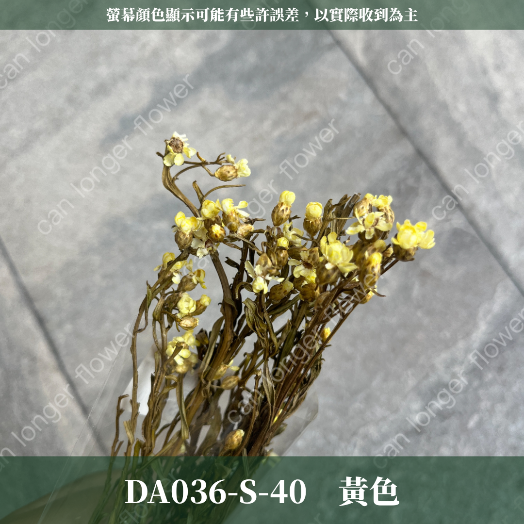 DA036-S 法國白梅(約10克) 小份量