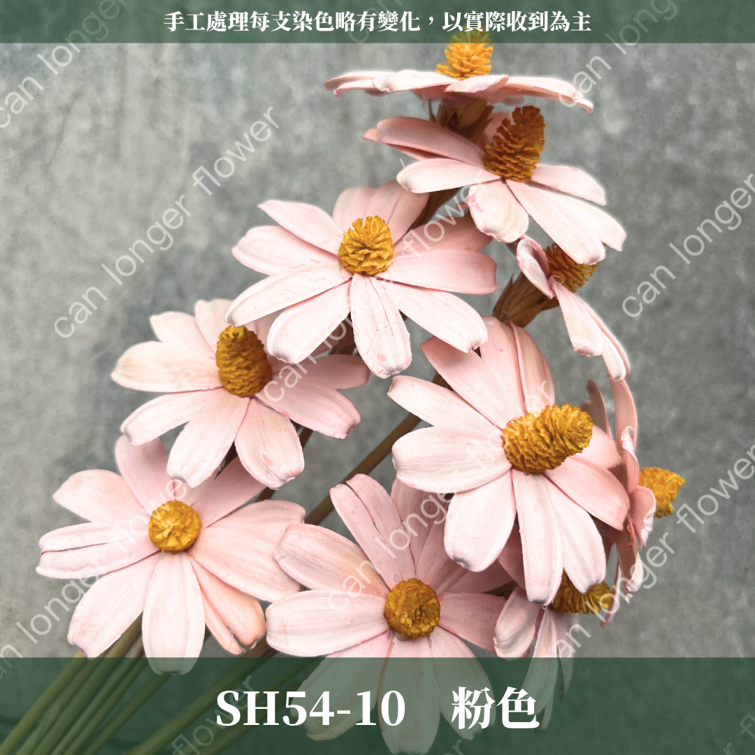 ✿ 台灣現貨 ✿ SH54 小雛菊 原裝 十支裝