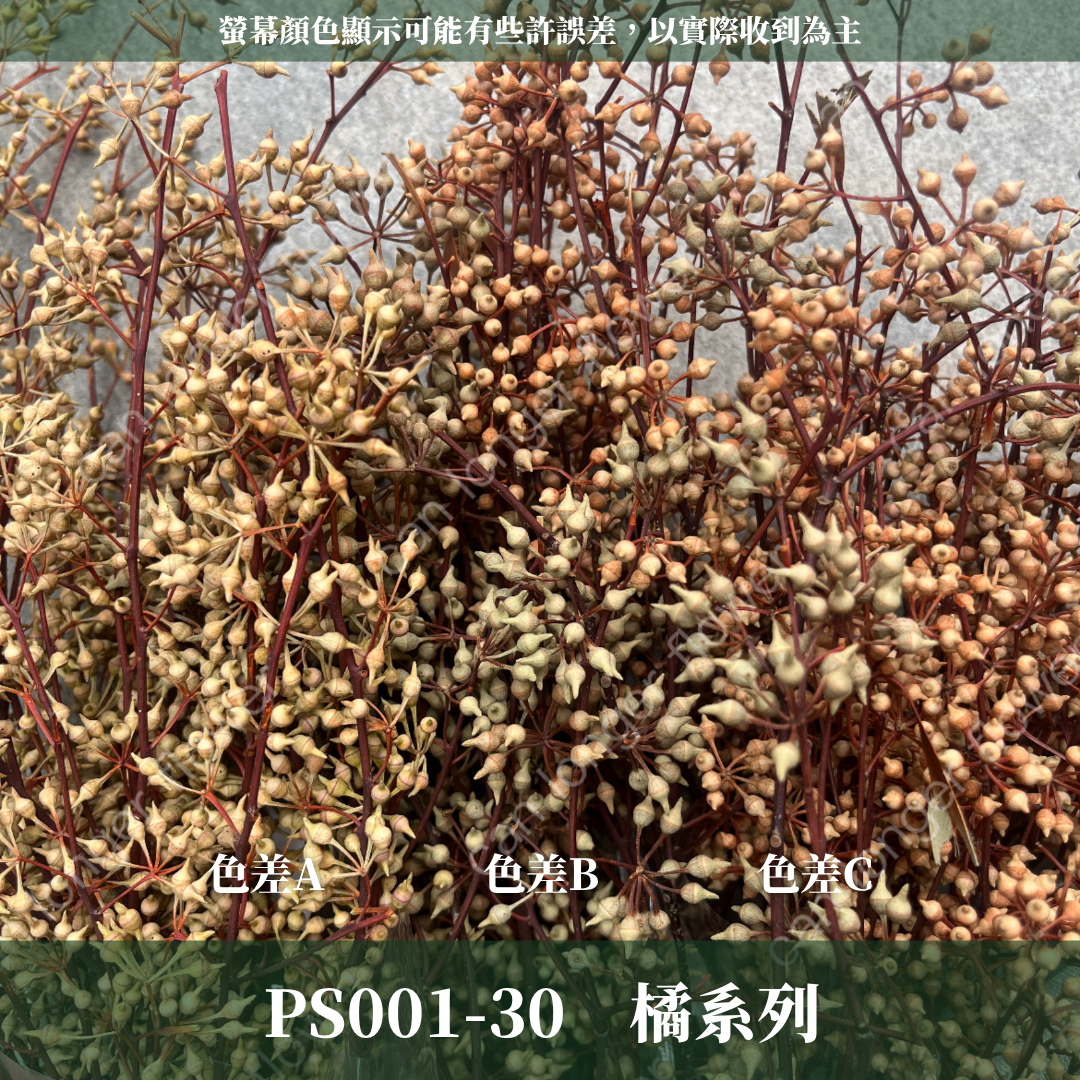PS001 DS001 小米果 小米尤加利 約150克/包 尤加利果 桉樹果 台灣現貨