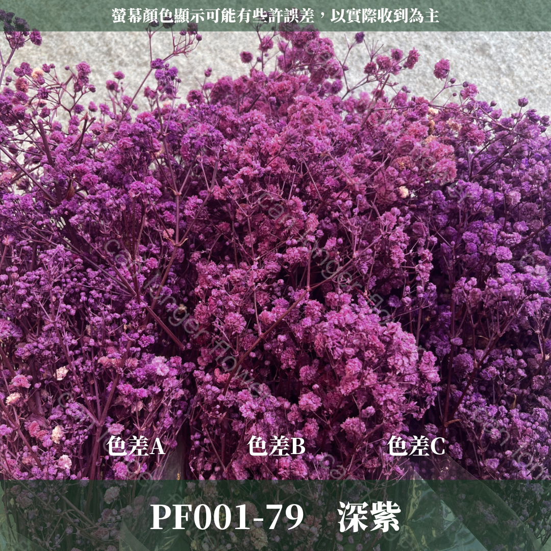 pf001 滿天星 台灣現貨