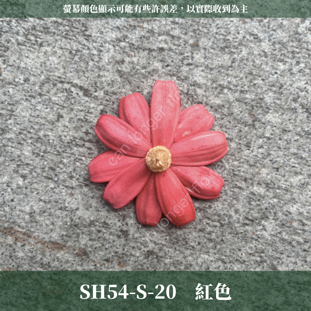 SH54-S 小雛菊花頭 單朵 台灣現貨