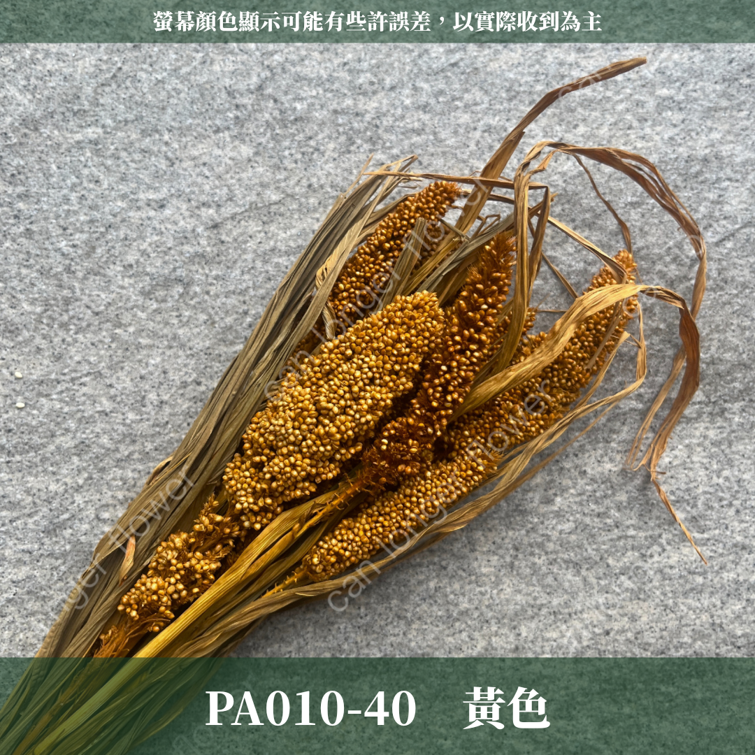 PA010 米穗 粟米穗 小米穗 紅米穗 黃米穗 原裝 台灣現貨