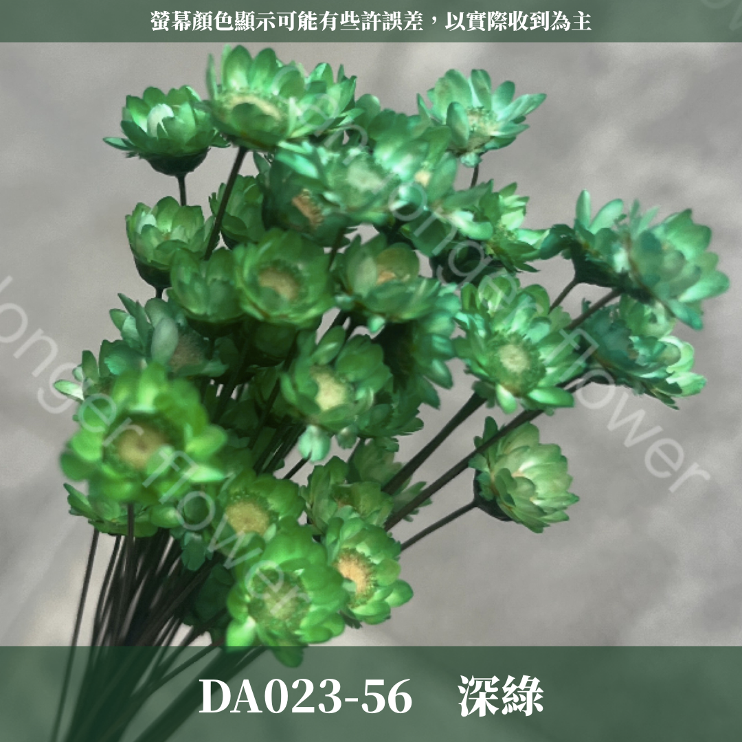 DA023 原裝乾燥小星花 巴西小星花 小雛菊 繁星花