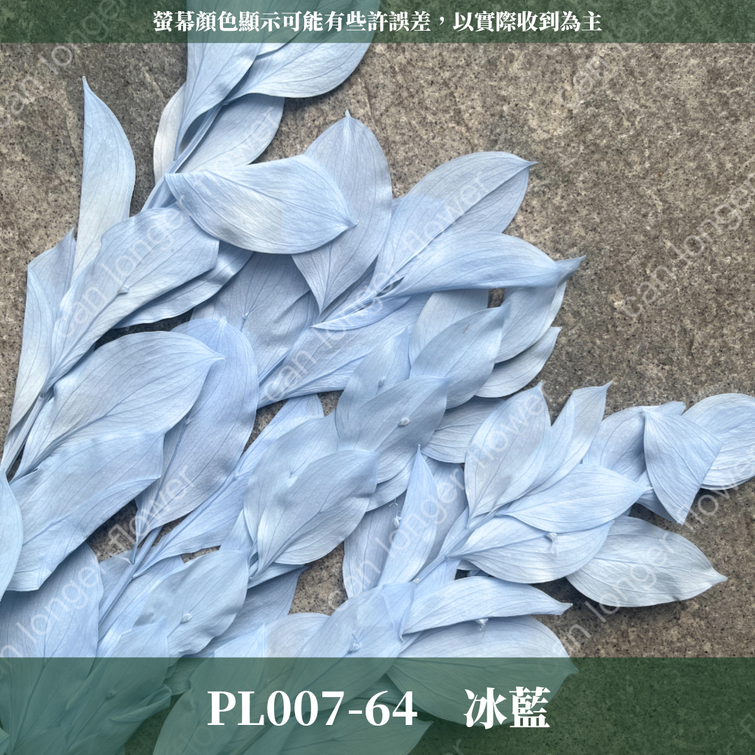 PL007 小玉竹葉 玉竹葉 桔葉 永生 原裝 台灣現貨