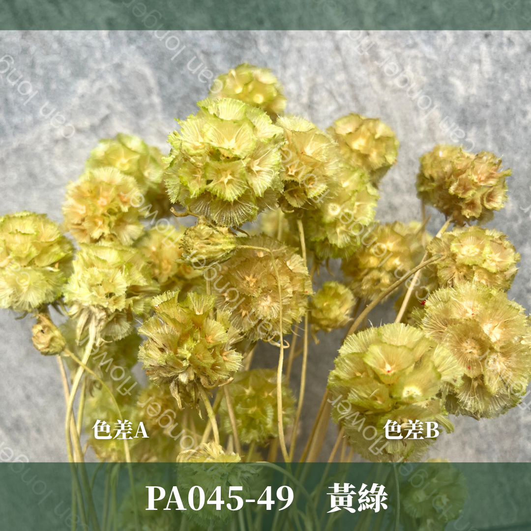 PA045 松蟲果 台灣現貨