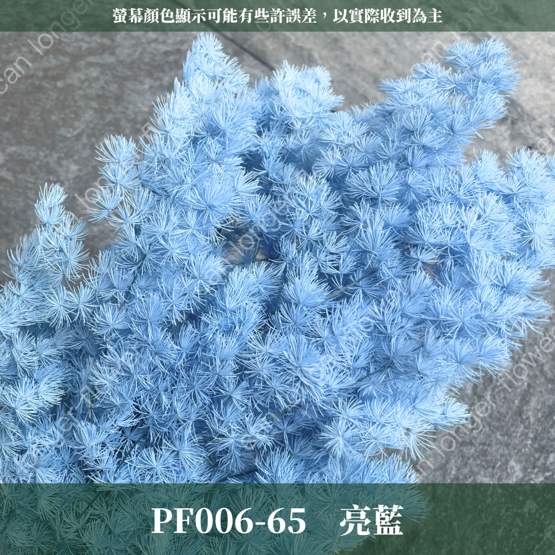 PF006 蓬萊松 台灣現貨