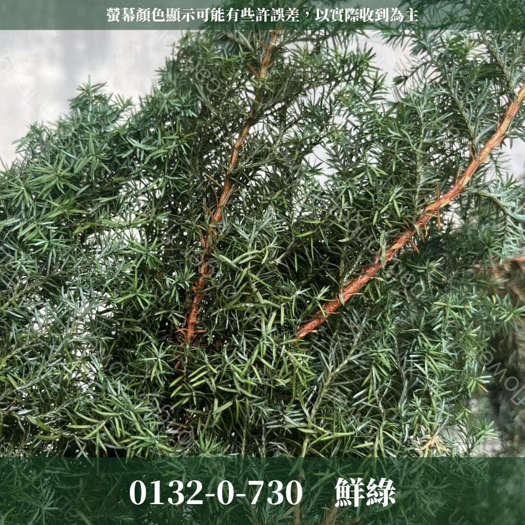 01320 雪松 日本大地農園 永生雪松 ヒムロスギ 日本雪松