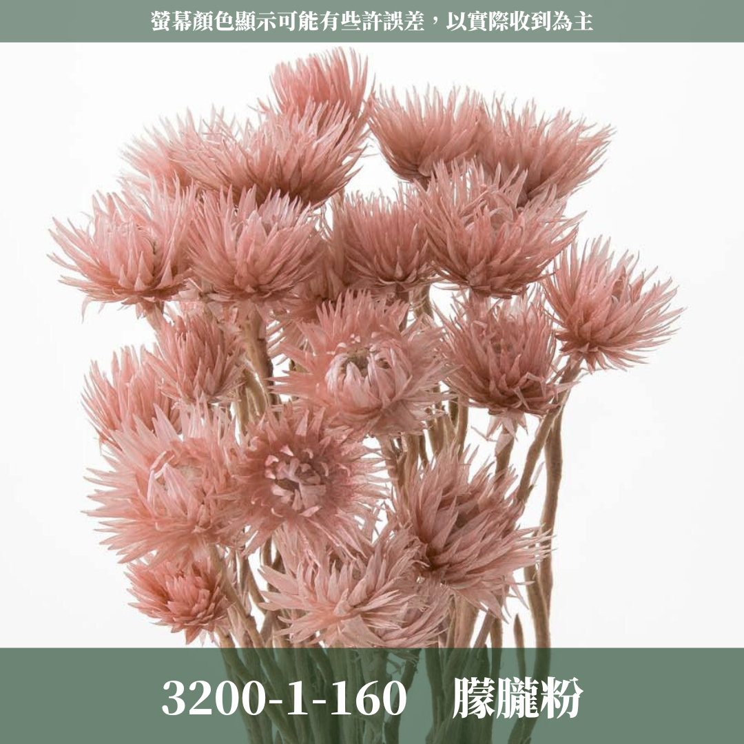 3200-1 日本迷你旱雪蓮 ミニシルバーデージー 日本大地農園 25g 原裝 日本進口