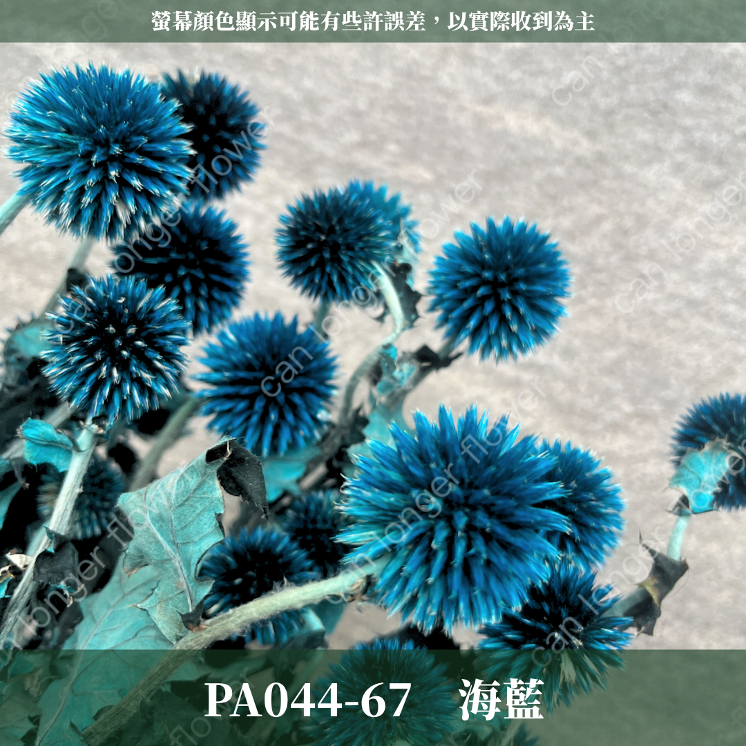 PA044-S 山防風 藍星球 永生 小份量 台灣現貨