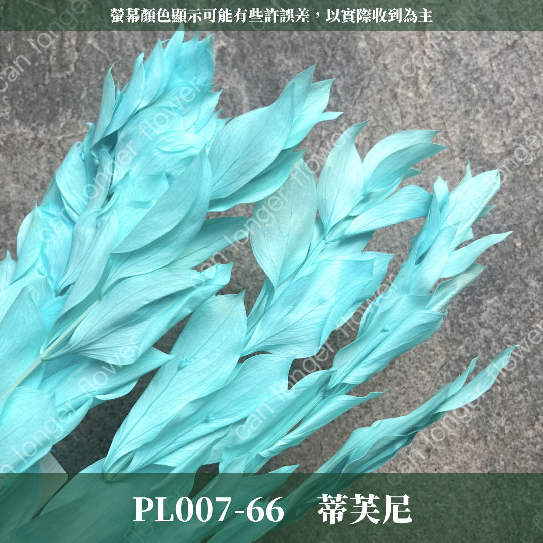 PL007 小玉竹葉 玉竹葉 桔葉 永生 原裝 台灣現貨