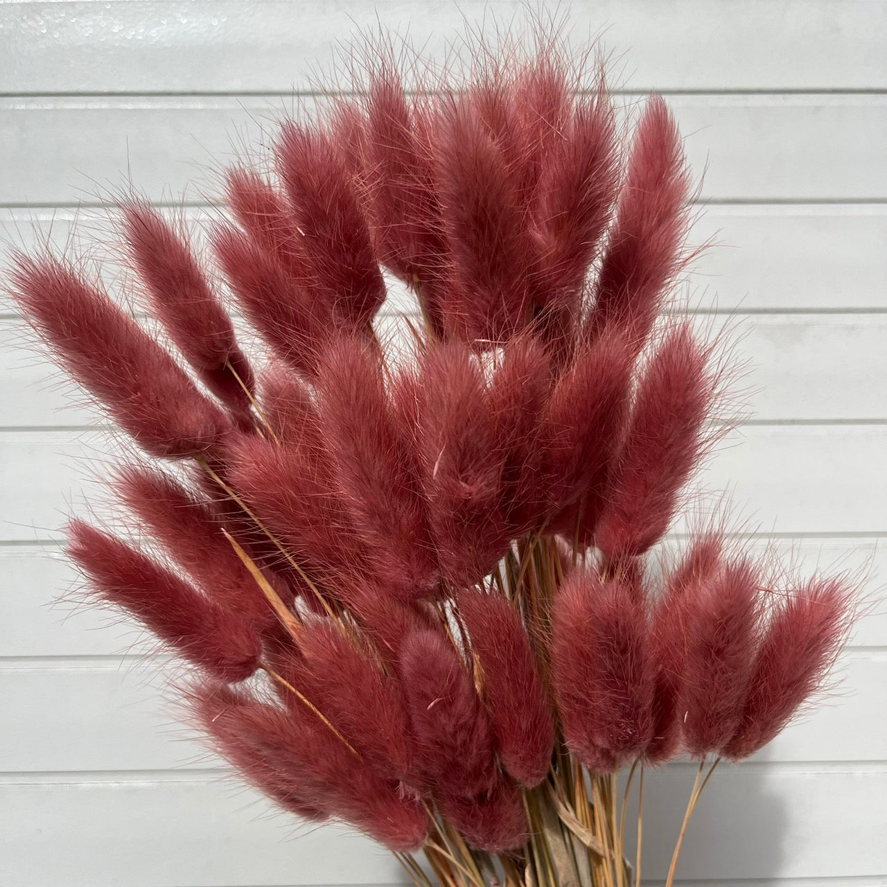 ✿ 台灣現貨 ✿ DA001s兔尾草 10支