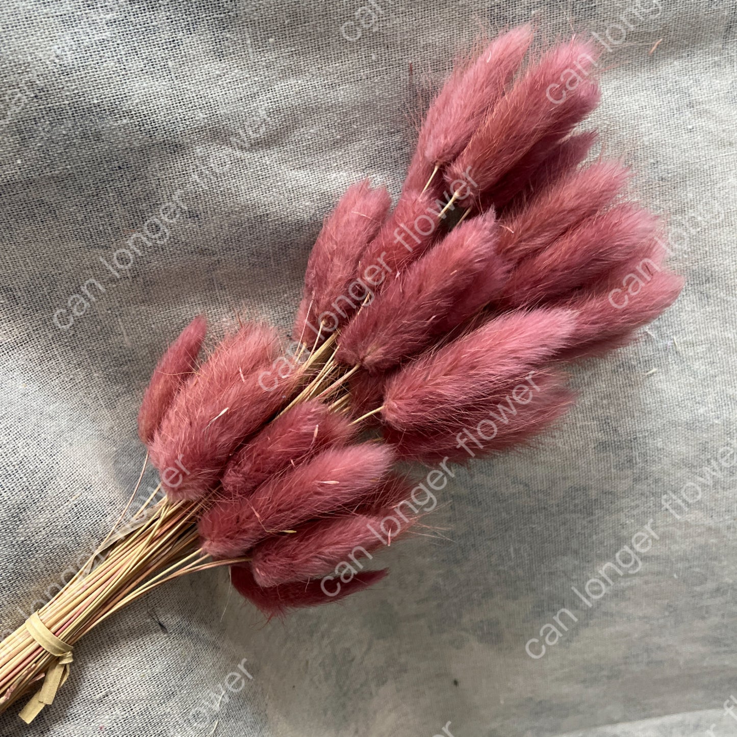 ✿ 台灣現貨 ✿ DA001 兔尾草 原裝約50-60支