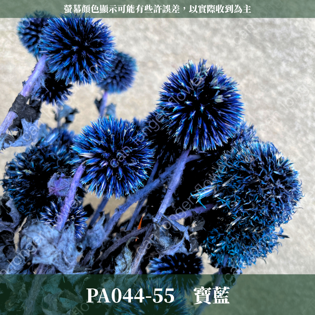 PA044-S 山防風 藍星球 永生 小份量 台灣現貨