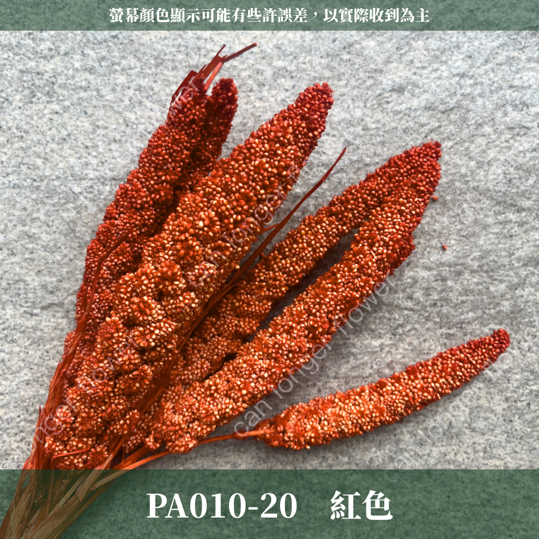 PA010s 米穗 小份量 粟米穗 小米穗 紅米穗 黃米穗 小份量 台灣現貨