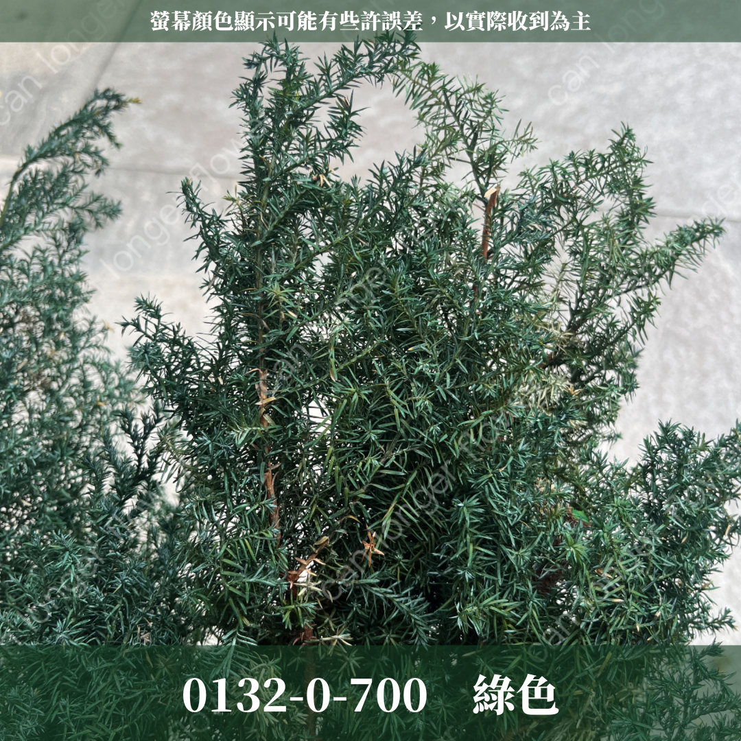 01320 雪松 日本大地農園 永生雪松 ヒムロスギ 日本雪松