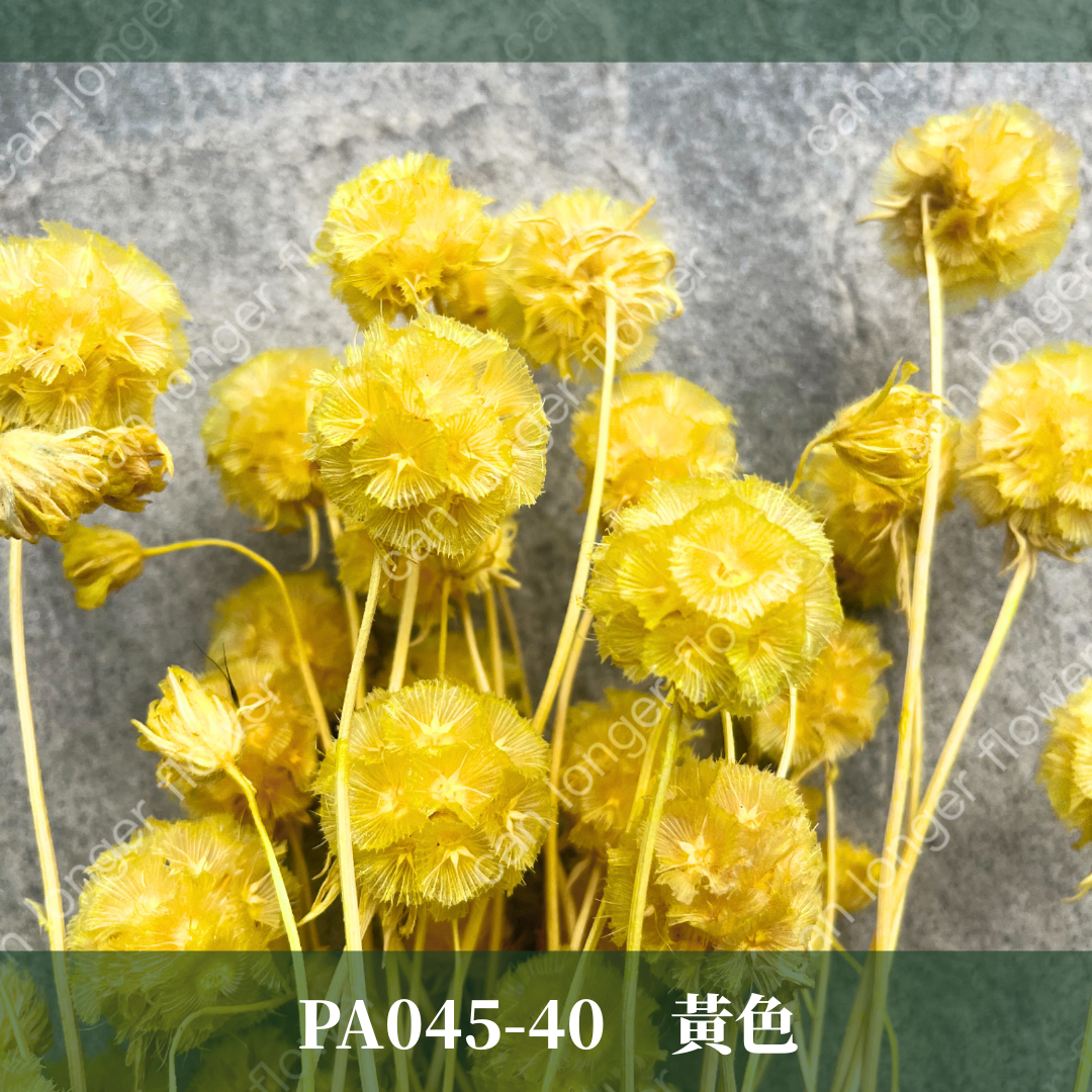 PA045 松蟲果 台灣現貨