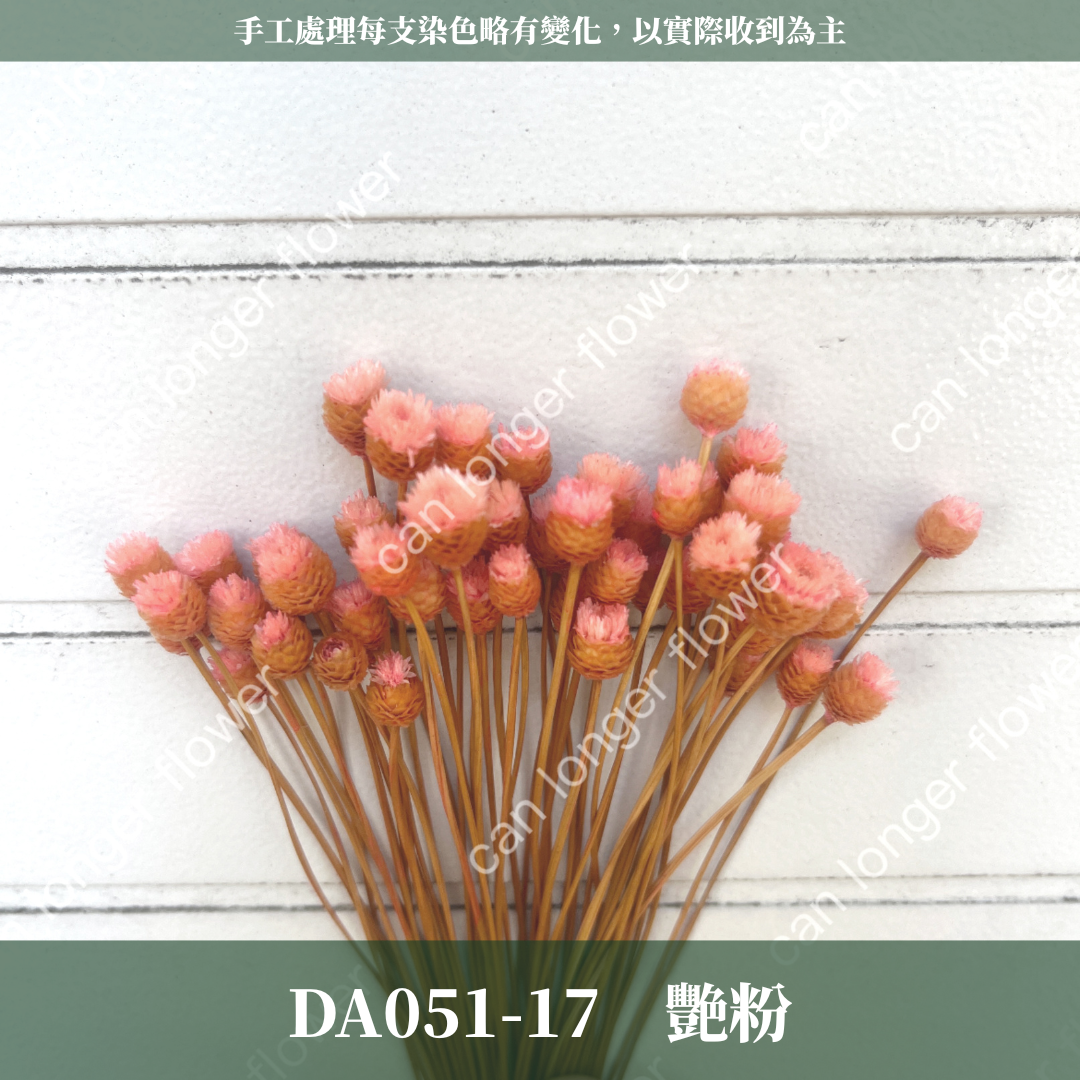 ✿ 台灣現貨 ✿ DA051 巴西快樂花