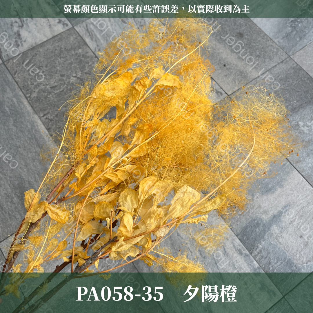 PA058 黃櫨 煙霧樹 夢幻草 黃櫨花 煙樹 霧花 霧中情人 永生 原裝/小份