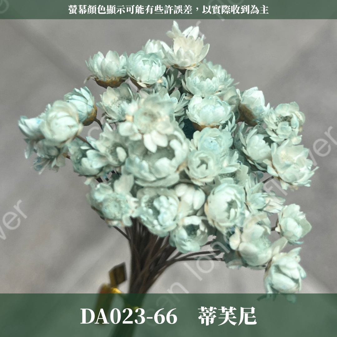 DA023 原裝乾燥小星花 巴西小星花 小雛菊 繁星花