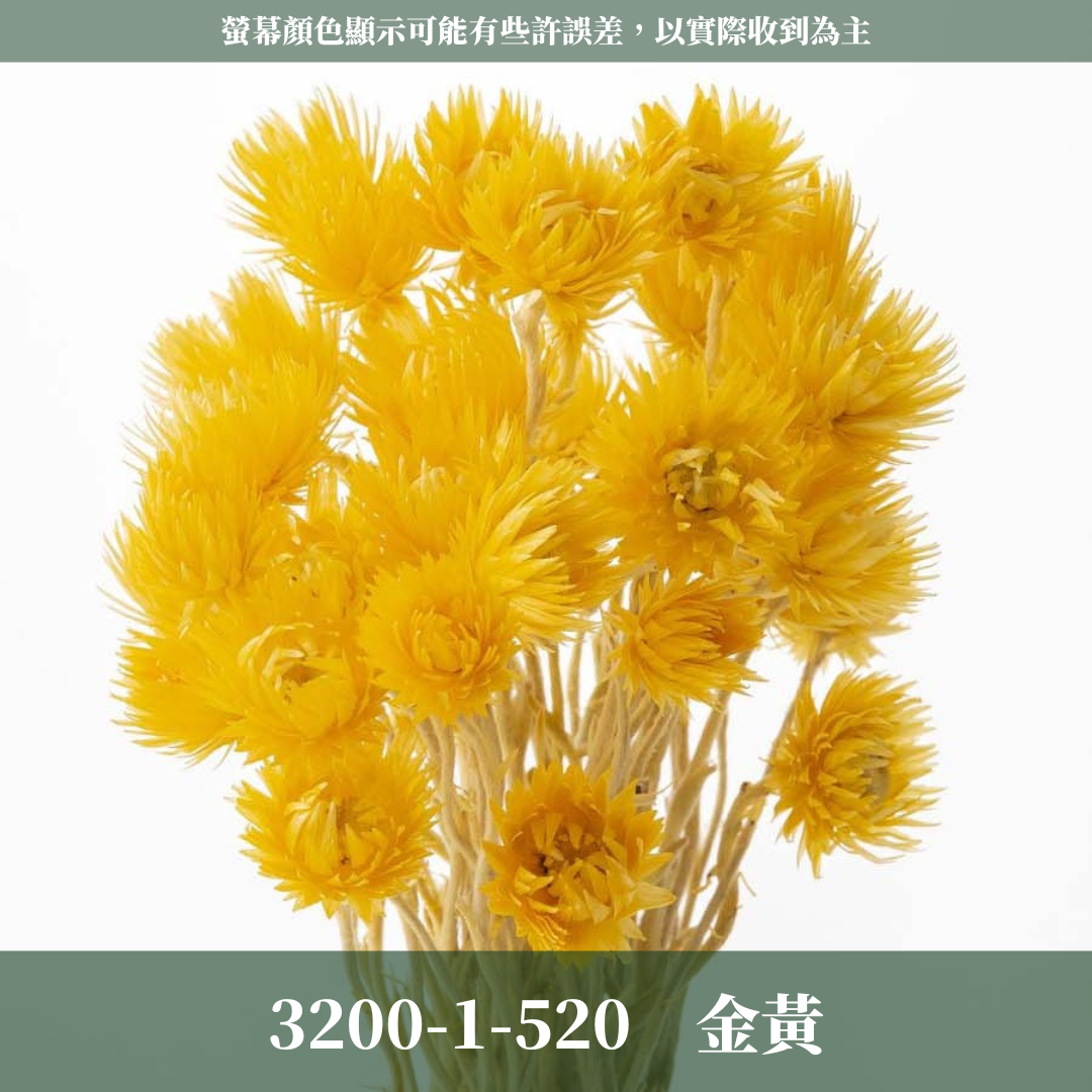 3200-1 日本迷你旱雪蓮 ミニシルバーデージー 日本大地農園 25g 原裝 日本進口