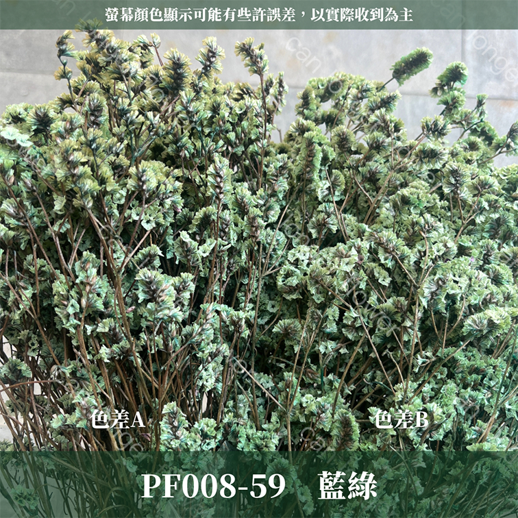 PF008水晶花 原裝 台灣現貨