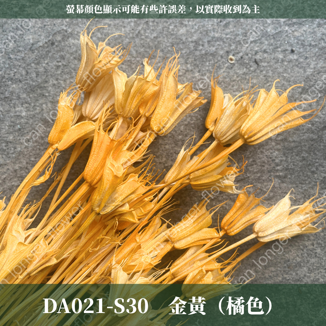 DA021 木百合 原裝 台灣現貨